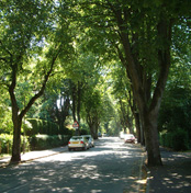 College Road Buxton – tree-lined lime & sycamore avenue
